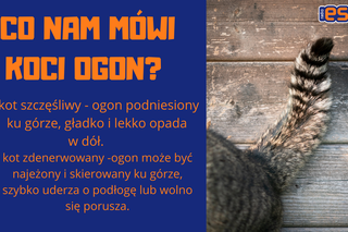 Słownik mowy kociej. Czyli co powienien wiedzieć każdy właścicel kota!