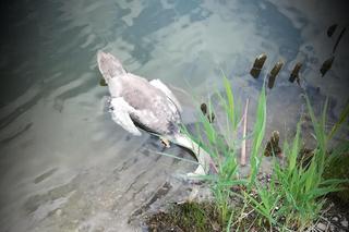 Tychy: Trzy młode łabędzie trafiły do weterynarzy. Jeden zmarł