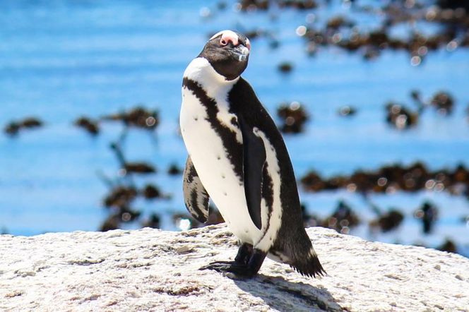 Co jedzą zwierzęta w ZOO Wrocław? Ekspert zdradza sekrety zwierzęcej diety