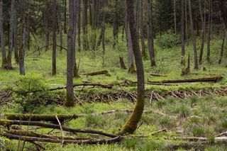 Źródliska nad Szeszupą
