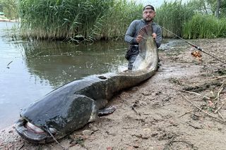 Ogromny sum złowiony w Szczecinie! Ponad 2,5-metrowa ryba to niezwykły okaz