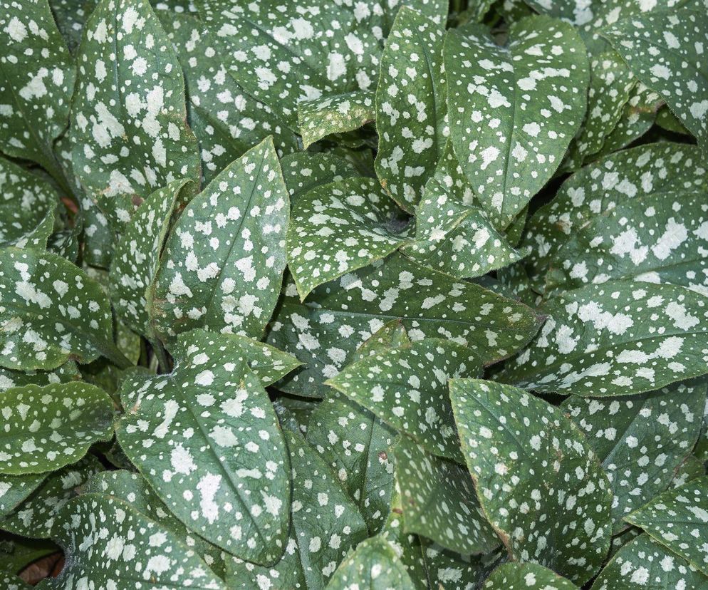 Poznaj najpopularniejsze byliny o pstrych liściach