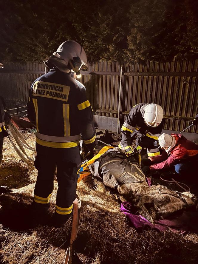 Strażacy z Solca Kujawskiego stawiali konia na nogi! Nietypowa interwencja na wagę życia