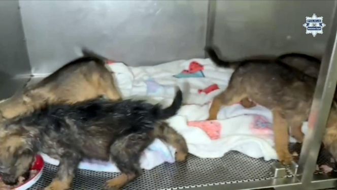 Porzucone szczeniaki w pudełku znalezione w środku lasu