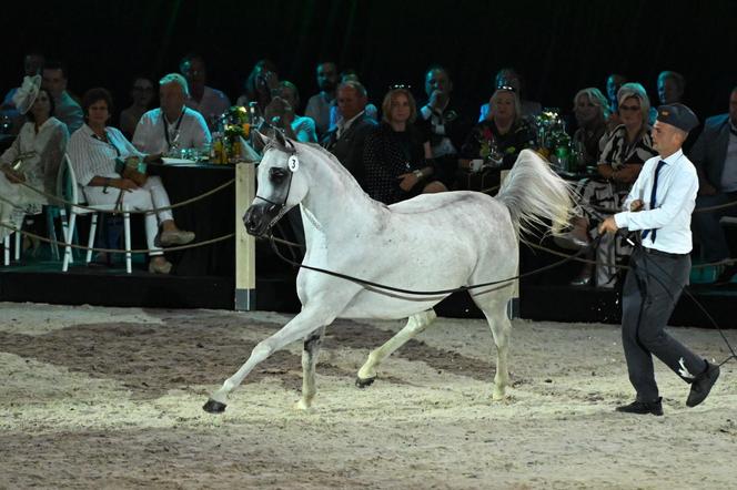 Porażka Pride of Poland 2024? Zyski są zdecydowanie niższe niż rok temu