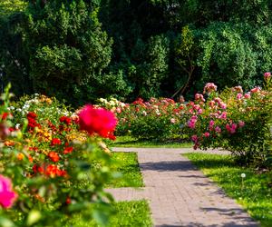 7 najładniejszych ogrodów botanicznych w Polsce. Kiedy je odwiedzić i gdzie są?