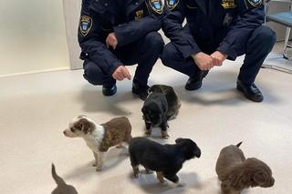 Maleńkie szczeniaczki były bliskie śmierci. Policjanci z Nowego Dworu Gdańskiego pokazali wielkie serca