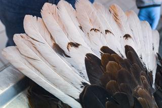 Piękne ptaki zostały otrute! Sprawcą jest człowiek