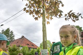 Zamów drzewo. Miasto Katowice je posadzi [AUDIO]