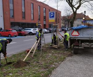 Projekt antybetonoza w wielkopolskim mieście. Mniej kostki, więcej drzew! 