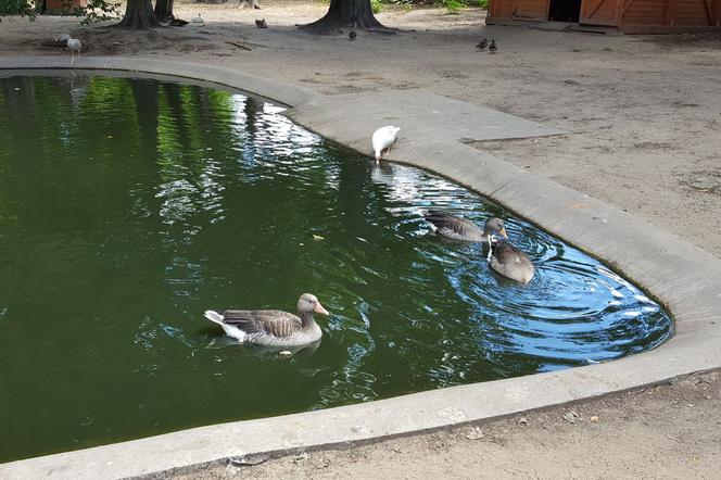 Park Tysiąclecia i Mini Zoo zapraszają na wiosenny spacer. Od jutra znów będą otwarte 
