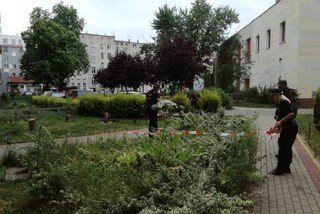 GIS ostrzega: Uwaga na barszcz Sosnowskiego! Toksyczna roślina rośnie we Wrocławiu nie tylko w parkach, ale też na podwórkach!