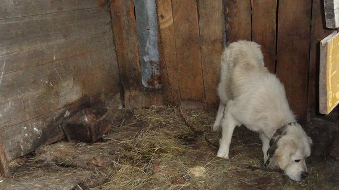 Owczarek podhalański został cudem uratowany. Właściciel nie dawał mu jedzenia, by głośniej szczekał