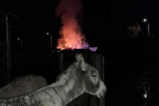 W ogniu spłonął cały zapas jedzenia dla zwierząt z przytuliska. Tragiczna sytuacja zwierząt poruszyła serca ludzi