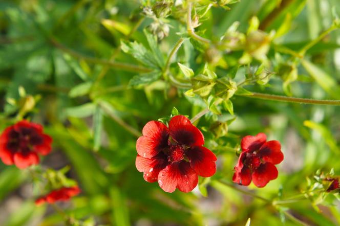 Pięciornik krwisty - Potentilla atrosanguinea