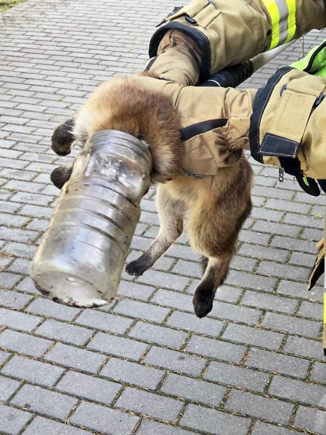 Niecodzienna akcja ratunkowa w Józefowie. Lis utknął w słoiku 