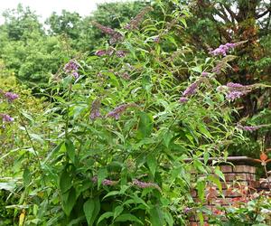 Budleja Dawida (Buddleja davidii) 