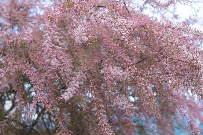 Tamaryszek drobnokwiatowy