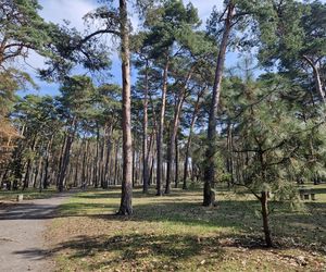 Historia wśród drzew! Tak żyje się na osiedlu Leśnym w Bydgoszczy