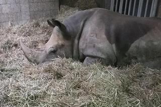 Niepokojące informacje z poznańskiego zoo. Rokowania są niedobre.... Nosorożec Diuna poważnie chora