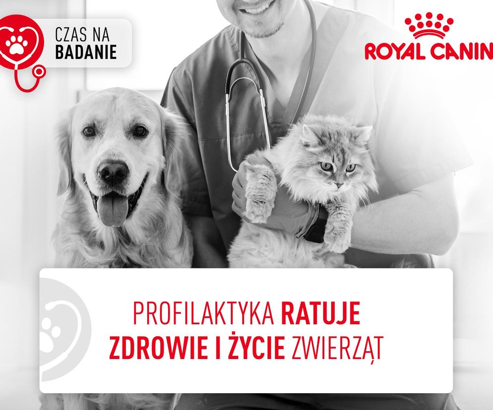 Czas na badanie psów i kotów w województwie mazowieckim! To ważny element dbania o ich zdrowie
