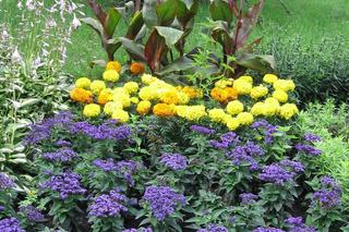 Heliotrop na rabacie 