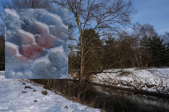 Pożar altany w Sosnowcu