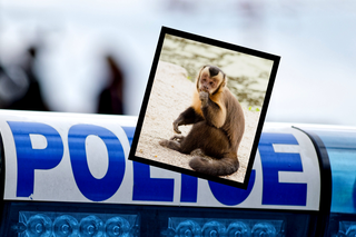 Małpka uwolniła się z klatki i zadzwoniła na policję