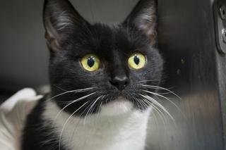 Koty czekają na adopcję