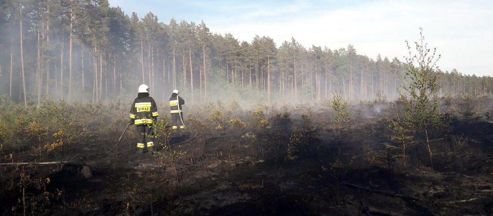 Spłonął las. Leśnicy apelują o rozsądek