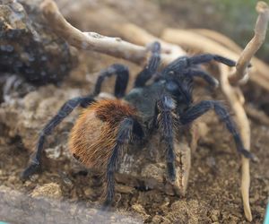 ZooPark ponownie przyciągnął do Targów Lublin tłumy miłośników zwierząt