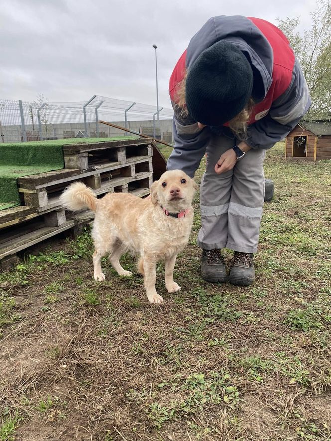 Psy przywiezione z powodzi do schroniska w Henrykowie koło Leszna ciagle czekają na adopcję