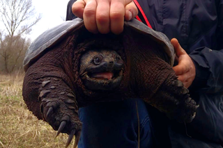 Niebezpieczny żółw znaleziony w rowie. Bez problemu może odgryźć palec!