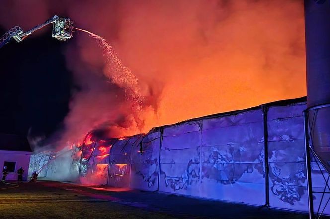Lekarz weterynarii zlecił badania pod kątem grypy ptaków na fermie w Fałkowicach