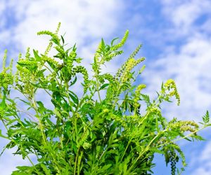 Rośliny uczulające. Jakie rośliny najczęściej uczulają?