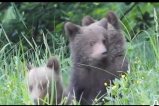 Misie trojaczki bawią się w chowanego
