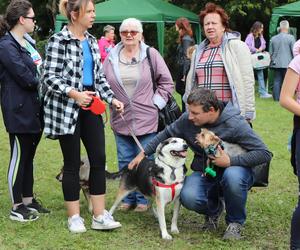 IX Piknik Przyjaciół Schroniska w Toruniu