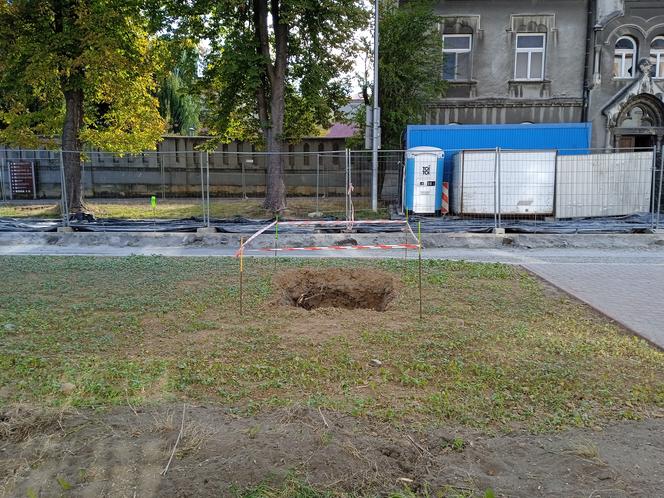 Nasadzenia drzew przy ulicy Piłsudskiego