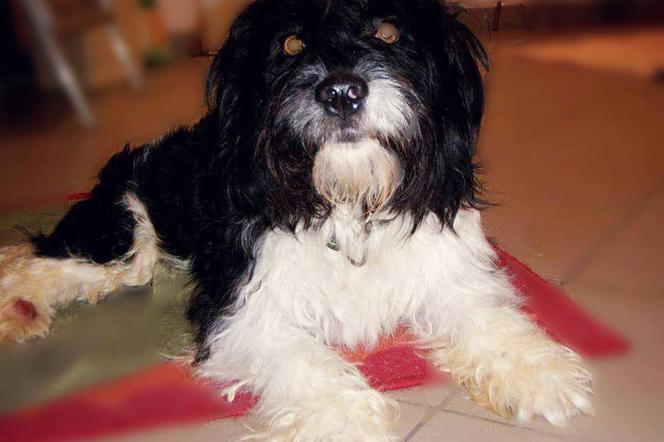 Tippi