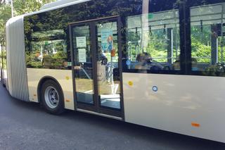 Pierwszy kurs autobusu przegubowego w Grudziądzu