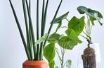 Sansewieria cylindryczna (Sansevieria cylindrica)