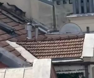 Niezwykła akcja strażaków na Nowym Świecie. Pies hasał po dachu kamienicy