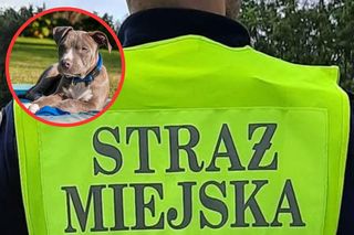 Amstaff pogryzł listonosza w Poznaniu. Właścicielka zapłaciła wysoki mandat