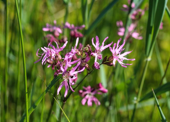 Firletka poszarpana