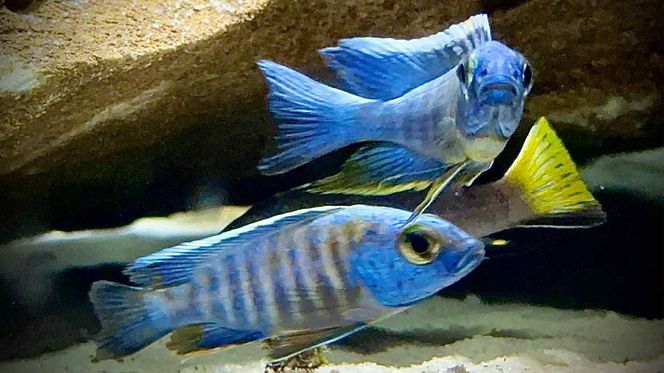 Studio Akwarystyki Aqua Dreams w Bydgoszczy to miejsce z wielką pasją