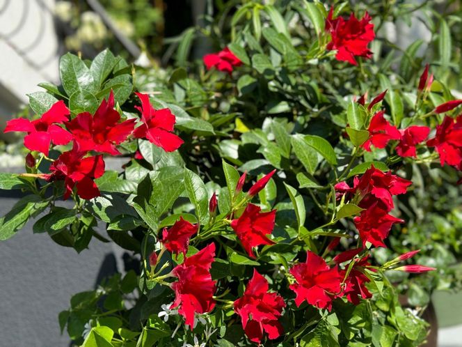 Mandevilla
