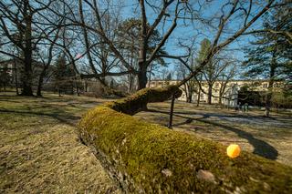 Łódzki dąb Fabrykant walczy o tytuł Europejskiego Drzewa Roku