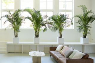 Tropikalny zakątek w domu stworzyłam dzięki palmom. Zdradzę ci, które wybrać i jak o nie dbać