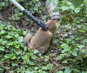 Niecodzienna akcja ratunkowa w Józefowie. Lis utknął w słoiku 