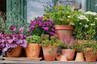 Jak zabezpieczyć na zimę rośliny wieloletnie na tarasie? Sprawdzone metody ogrodników